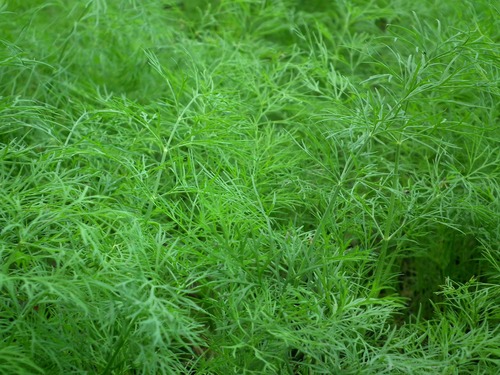 Dill parsley Stock Photo 11