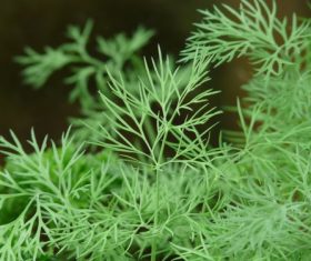 Dill parsley Stock Photo 12
