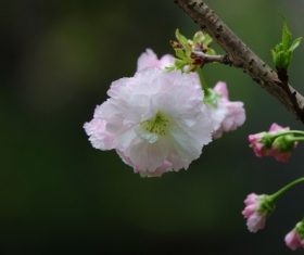 Early blooming cherry blossoms Stock Photo 01