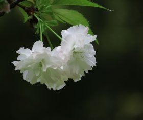 Early blooming cherry blossoms Stock Photo 03