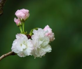Early blooming cherry blossoms Stock Photo 08