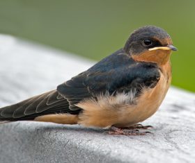 European Crag Martin Stock Photo 01