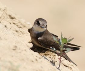European Crag Martin Stock Photo 02
