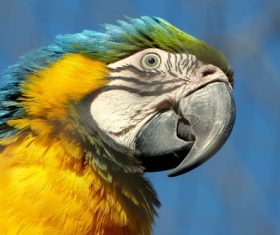 Feather bright-colored and beautiful parrot Stock Photo 01