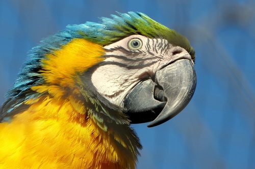 Feather bright-colored and beautiful parrot Stock Photo 01