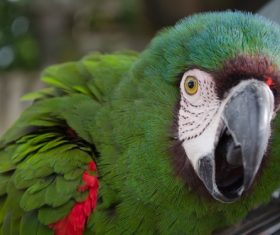 Feather bright-colored and beautiful parrot Stock Photo 02