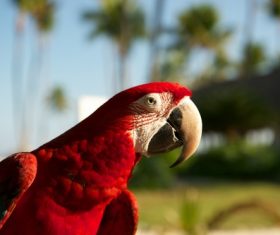 Feather bright-colored and beautiful parrot Stock Photo 04