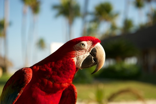 Feather bright-colored and beautiful parrot Stock Photo 04