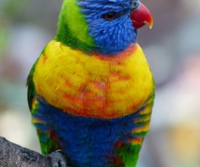 Feather bright-colored and beautiful parrot Stock Photo 05