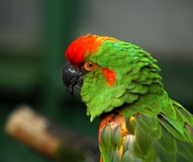 Feather bright-colored and beautiful parrot Stock Photo 06