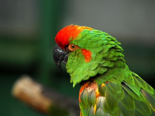 Feather bright-colored and beautiful parrot Stock Photo 06