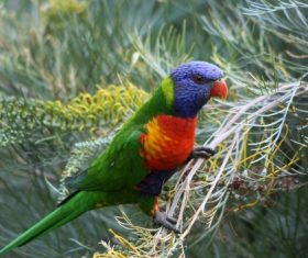 HD picture The cuddling parrot forms heart-shaped free download