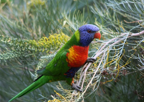 Feather bright-colored and beautiful parrot Stock Photo 08