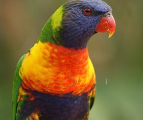 Feather bright-colored and beautiful parrot Stock Photo 09