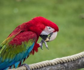 Feather bright-colored and beautiful parrot Stock Photo 10