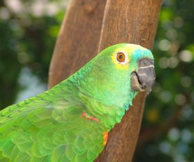Feather bright-colored and beautiful parrot Stock Photo 11
