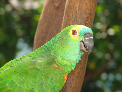 Feather bright-colored and beautiful parrot Stock Photo 11