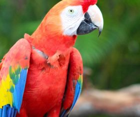 Feather bright-colored and beautiful parrot Stock Photo 12