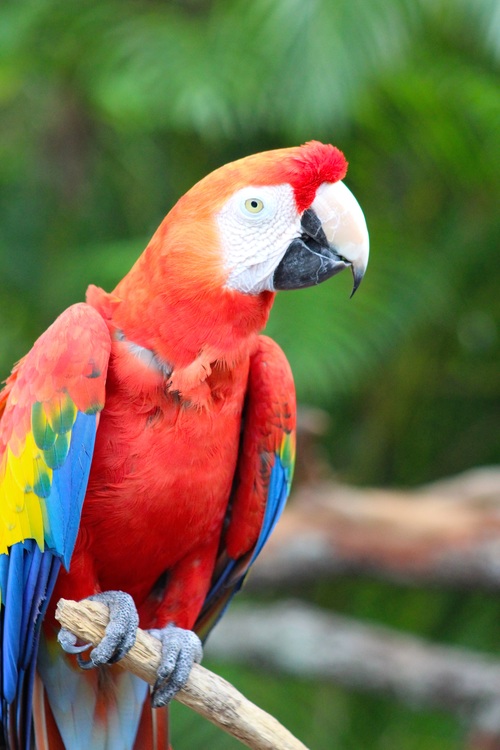 Feather bright-colored and beautiful parrot Stock Photo 12