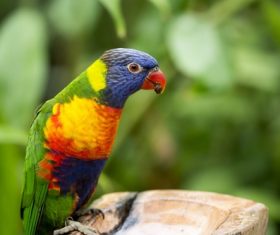 Feather bright-colored and beautiful parrot Stock Photo 13
