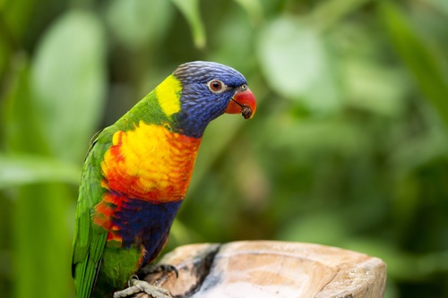 Feather bright-colored and beautiful parrot Stock Photo 13