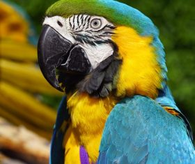 Feather bright-colored and beautiful parrot Stock Photo 14
