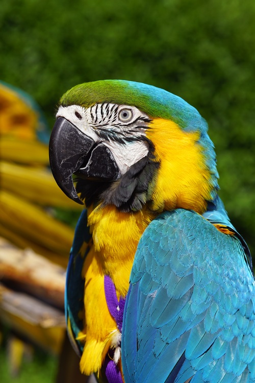 Feather bright-colored and beautiful parrot Stock Photo 14