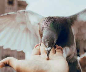 Feeding pigeons Stock Photo