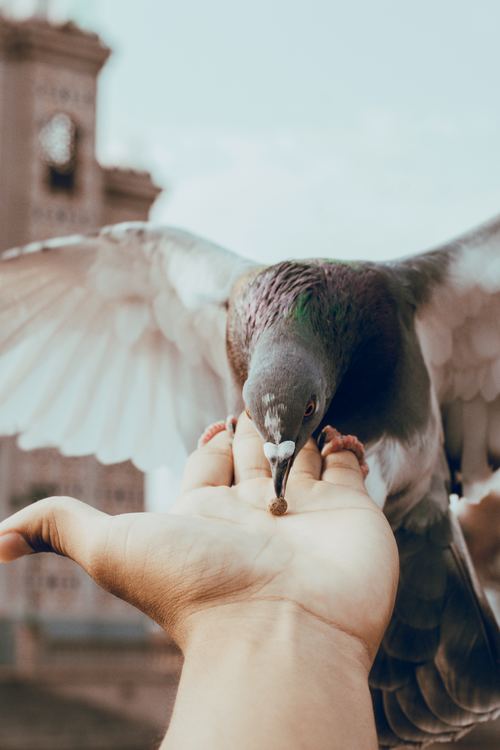 Feeding pigeons Stock Photo