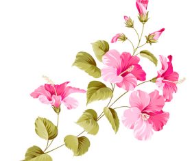 Flower hibiscus illustration vectors 01