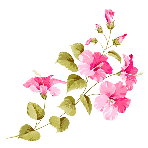 Flower hibiscus illustration vectors 01