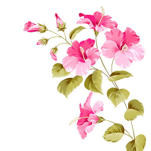 Flower hibiscus illustration vectors 02