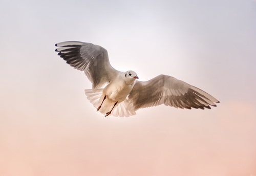 Flying seagull closeup Stock Photo