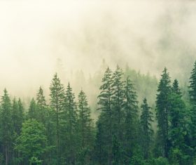 Fog shrouded green coniferous forest Stock Photo