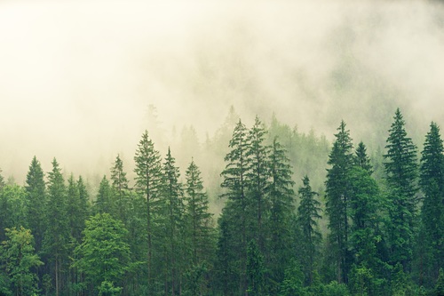 Fog shrouded green coniferous forest Stock Photo