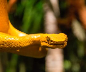 Gold viper snake Stock Photo 01