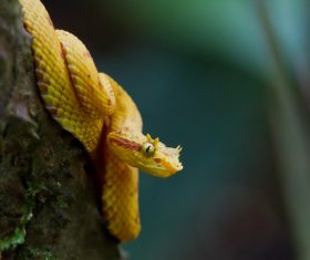 Gold viper snake Stock Photo 02