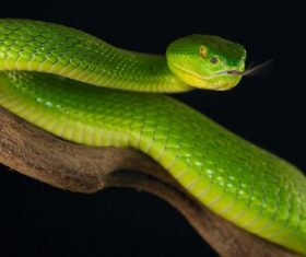 Grass snake Stock Photo 01