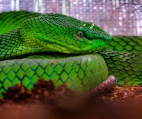Grass snake Stock Photo 02