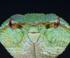 Grass snake Stock Photo 03