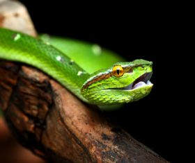 Grass snake Stock Photo 04