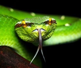 Grass snake Stock Photo 05