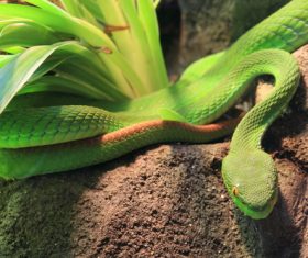 Grass snake Stock Photo 06