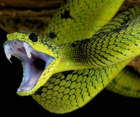 Grass snake Stock Photo 07