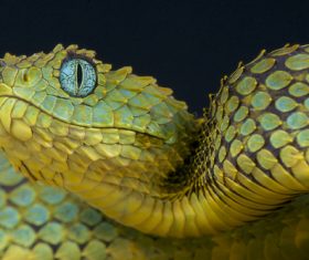 Grass snake Stock Photo 08