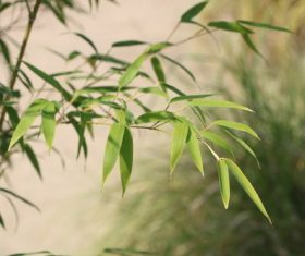 Green bamboo leaves Stock Photo