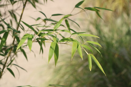 Green bamboo leaves Stock Photo