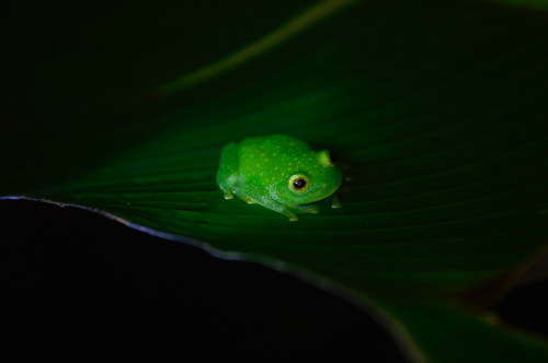 Green tree frog on lotus leaf Stock Photo