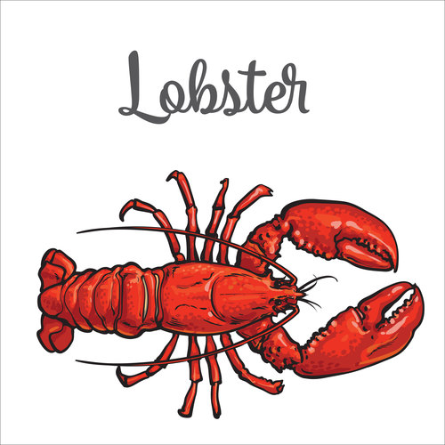 Hand drawn lobster vectors background