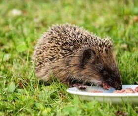 Hedgehog eating food Stock Photo
